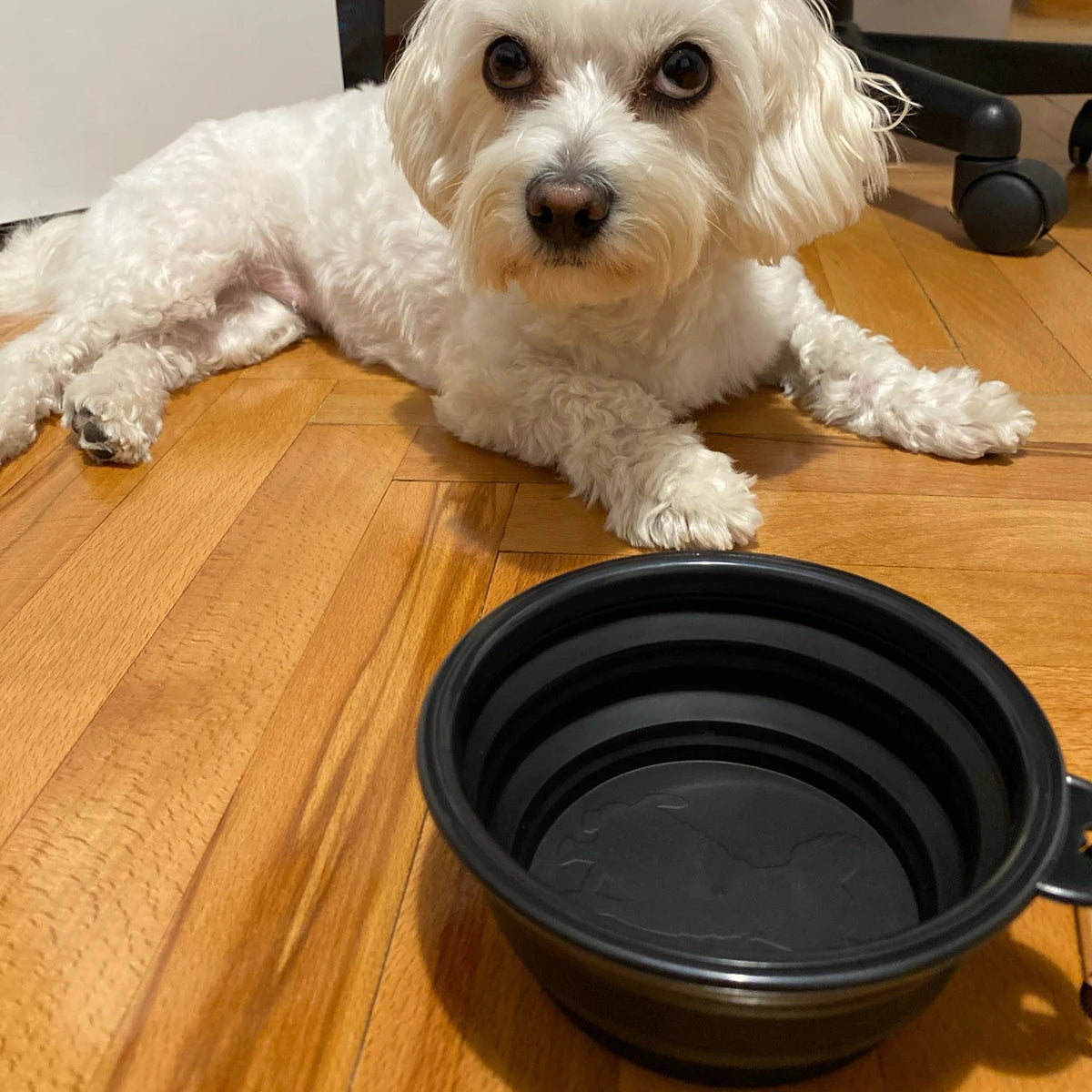 Collapsible Silicone Dog Bowl with Carabiner