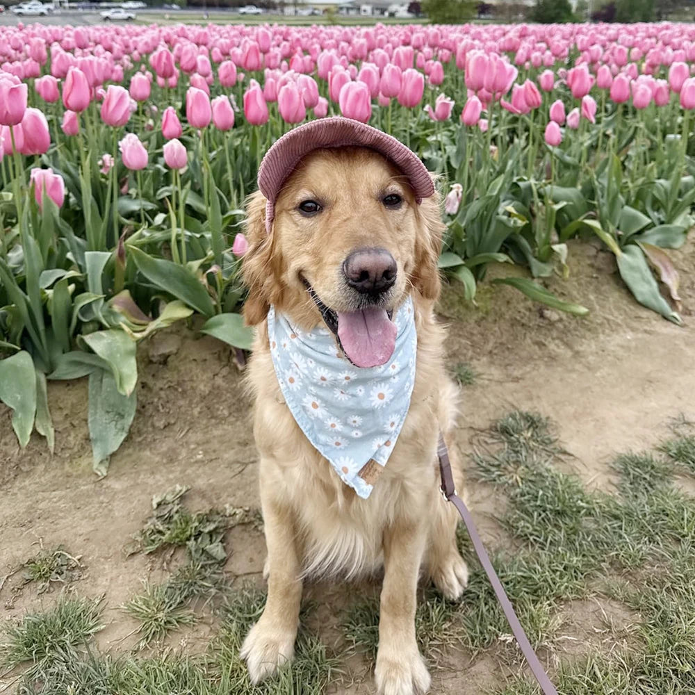 Holapet Summer Dog Sun Hat Adjustable Pet Baseball Cap
