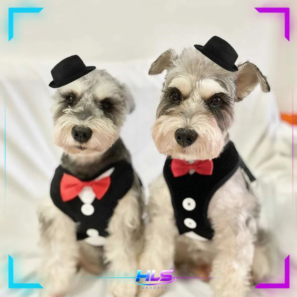 Schnauzers